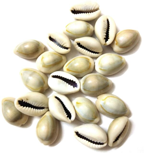 नेचुरल कौड़ी Natural  Kaudi Cowrie/Cowry /Kori Sea Shell for Puja & Multi Purpose